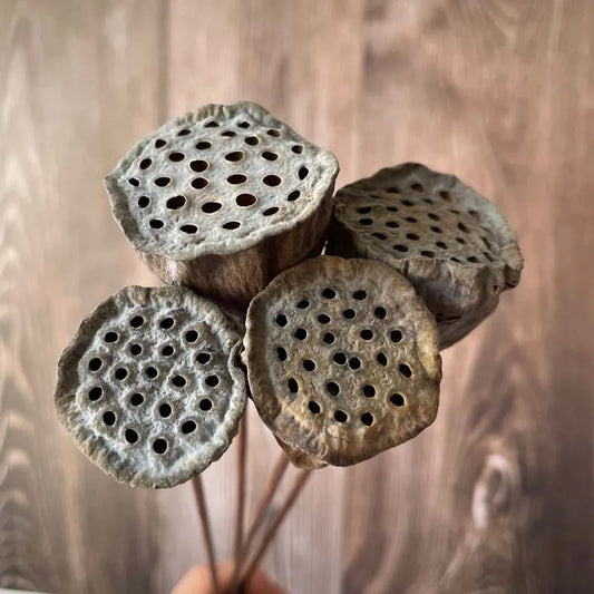 Preserved Lotus Seedpod