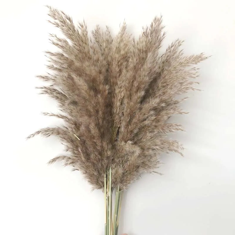 Preserved Natural Pampas Grass - Flower Ear