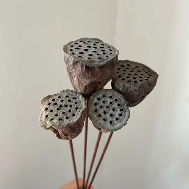Preserved Lotus Seedpod