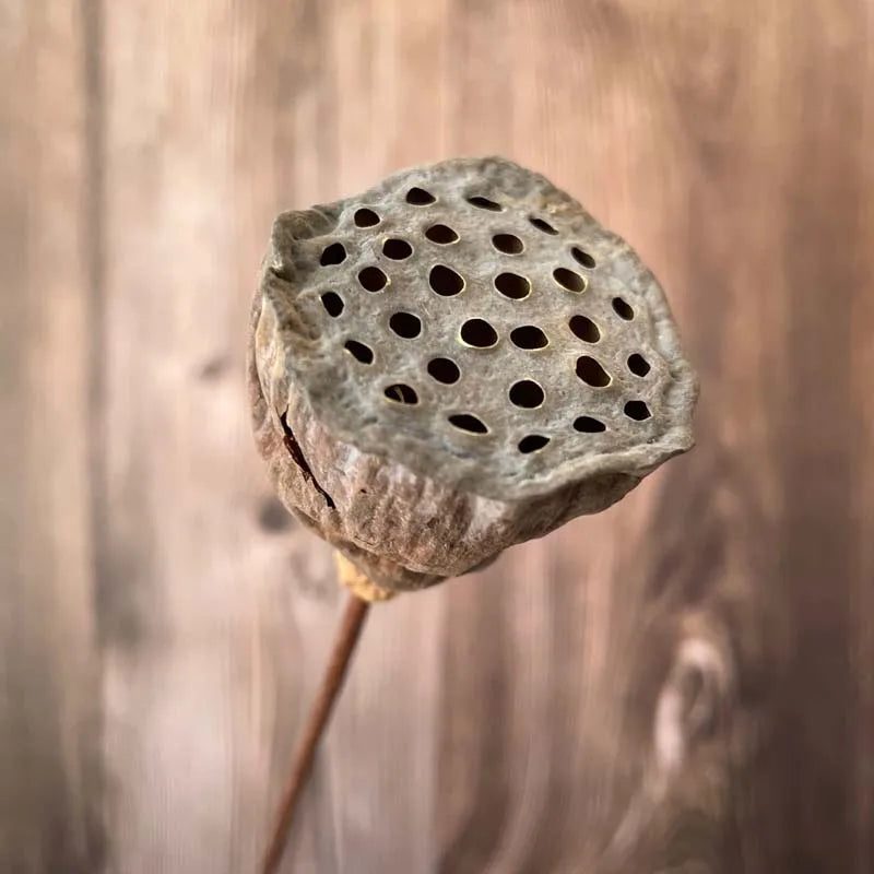 Preserved Lotus Seedpod
