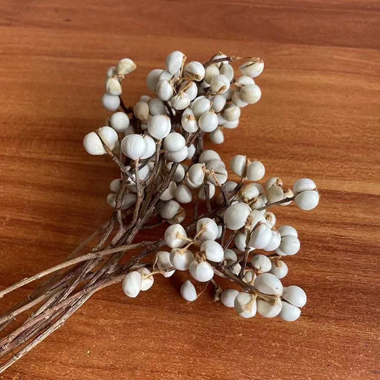 Preserved Ginkgo Biloba Branches