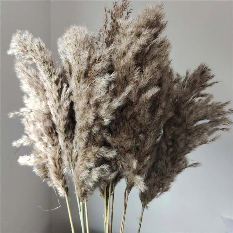 Preserved Natural Pampas Grass - Flower Ear