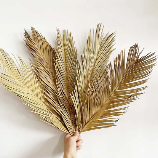 Dried Sago Palm Branches