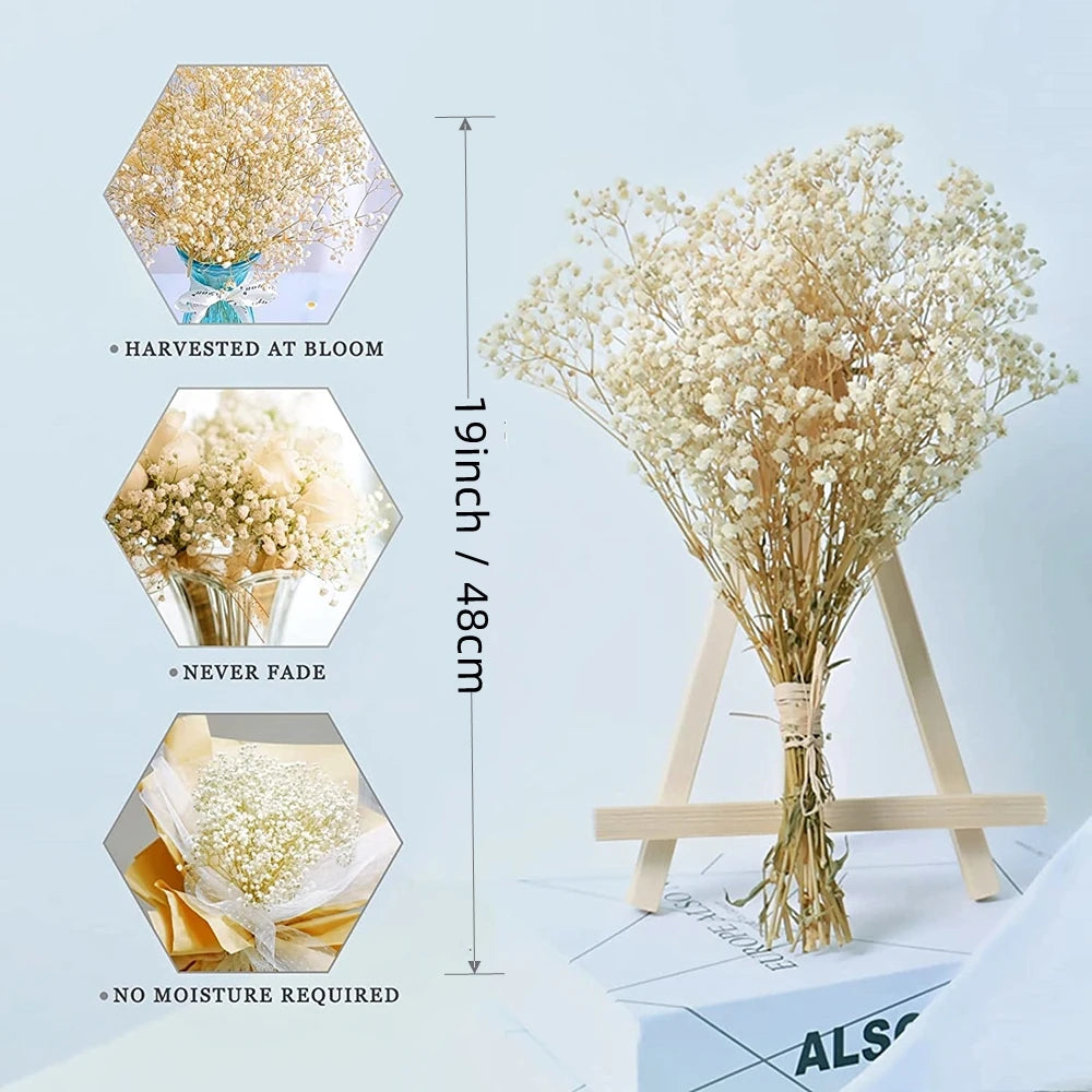 Preserved Gypsophila Paniculata