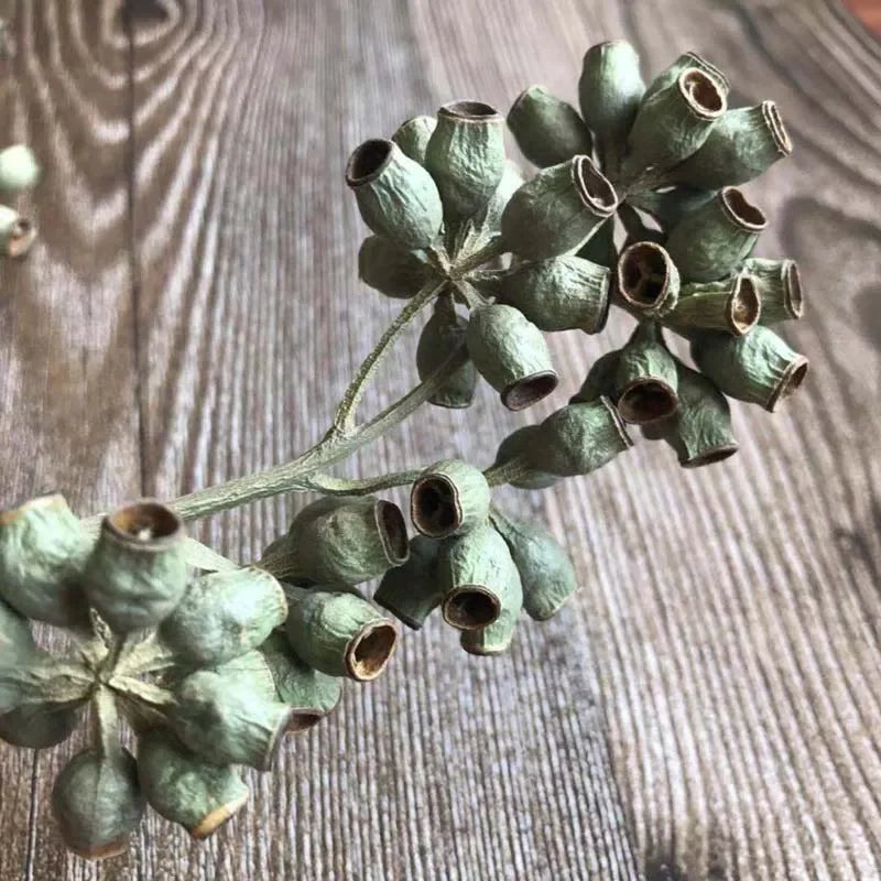 Preserved Eucalyptus Fruits