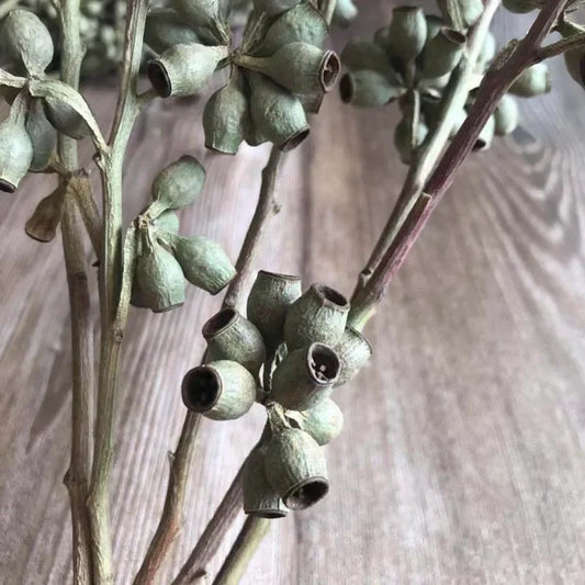 Preserved Eucalyptus Fruits