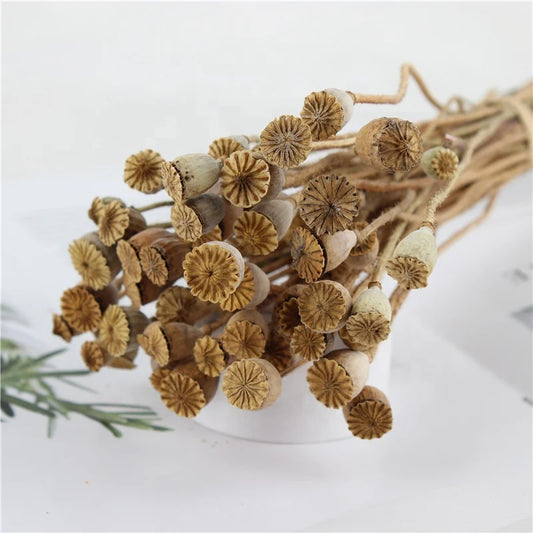 Preserved Poppy Pods