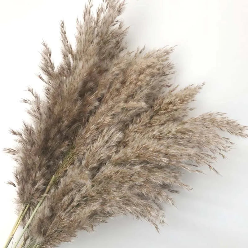 Preserved Natural Pampas Grass - Flower Ear