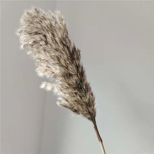 Preserved Natural Pampas Grass - Flower Ear