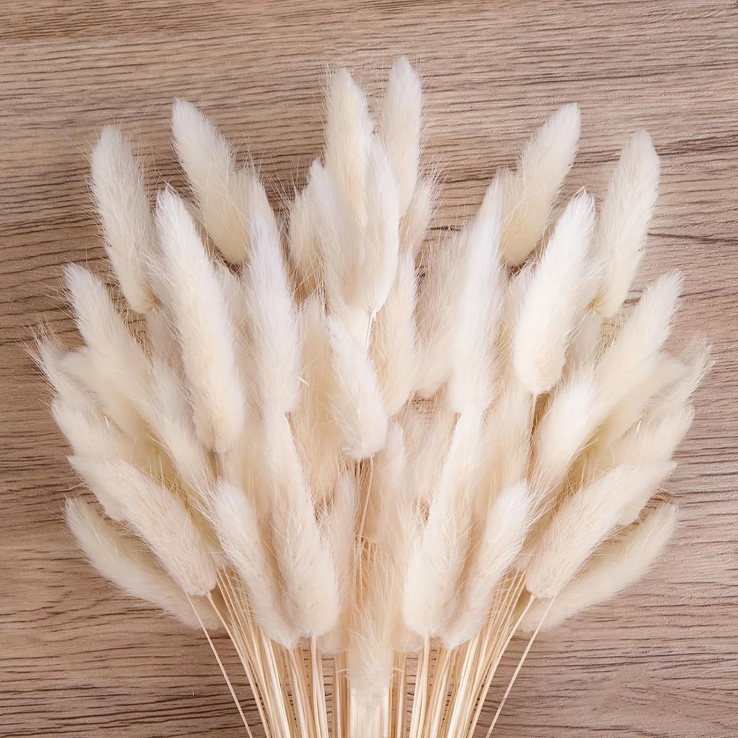 Preserved Natural Pampas Grass - Bunny Tail